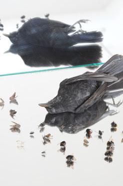 Gestuerzte Flieger I, 2010/2011