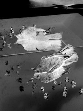 Gestuerzte Flieger II, 2010/2011