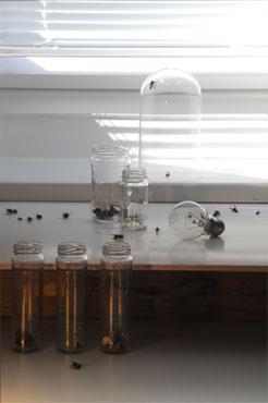 Stillleben mit Glaesern und Fliegen I + II, 2011