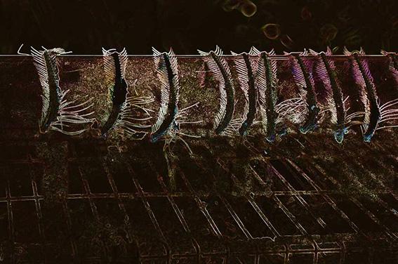 Aufgehaengte Fischgraeten nach dem Gill